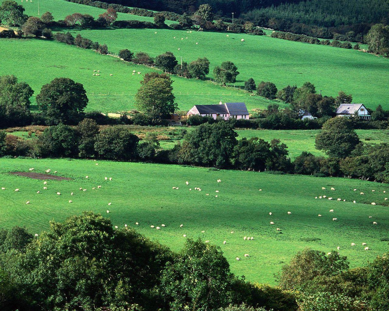 Pasture Ireland Countryside