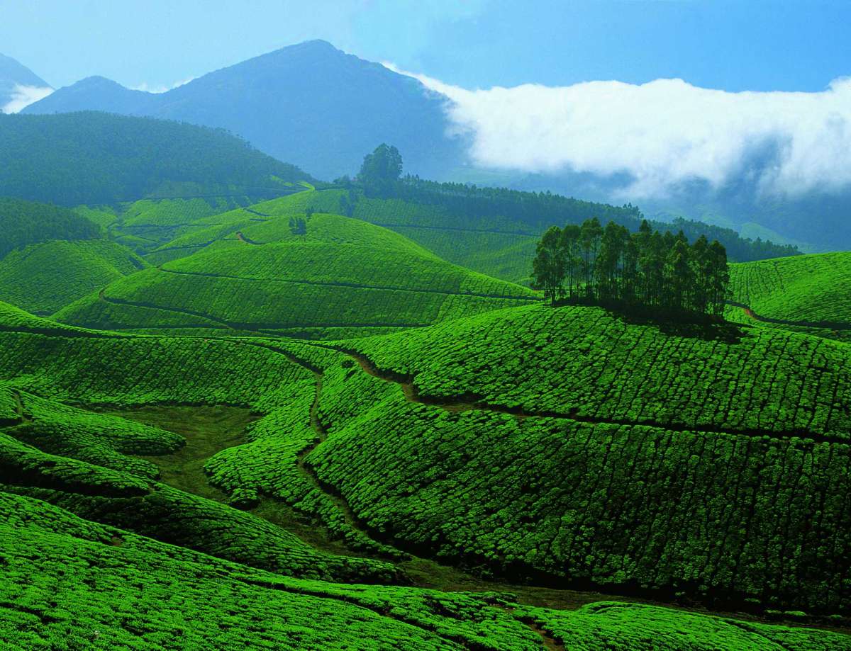 Lakshmicharipara Landscape