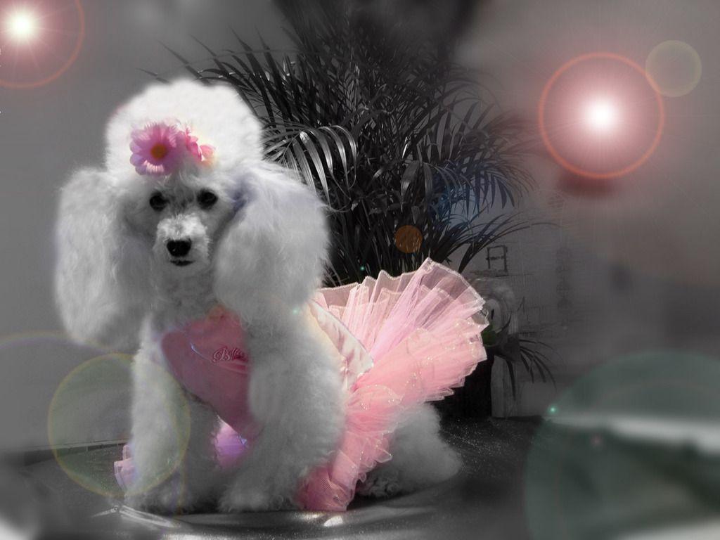Poodle Ballerina. Download HD Wallpaper