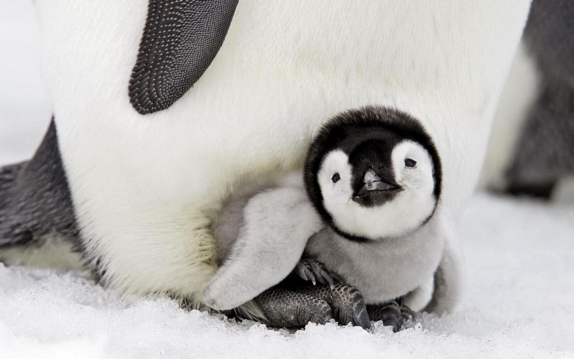 Wonderful Baby Penguin Wallpaper