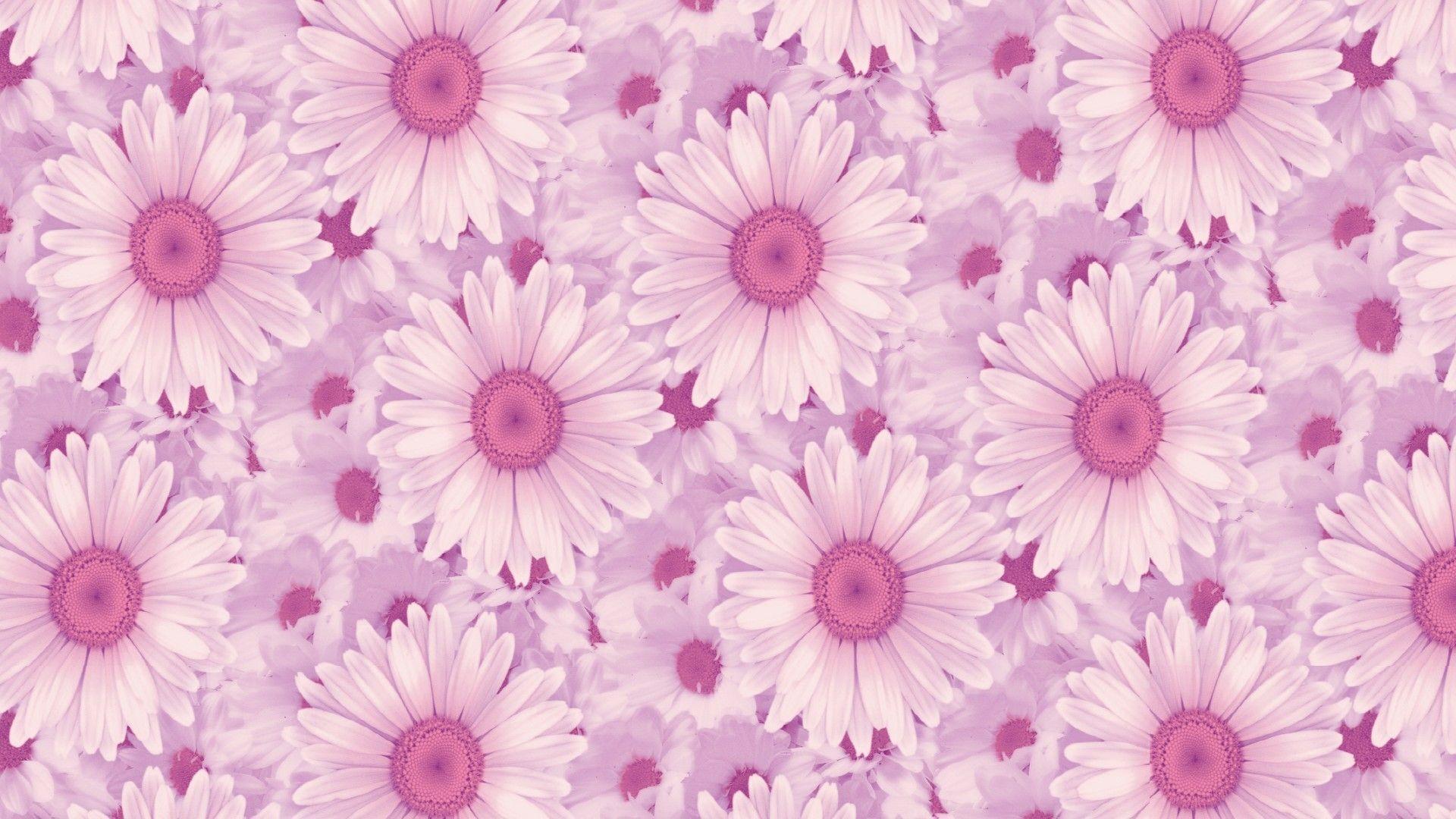 Pink Daisy Backgrounds - Wallpaper Cave