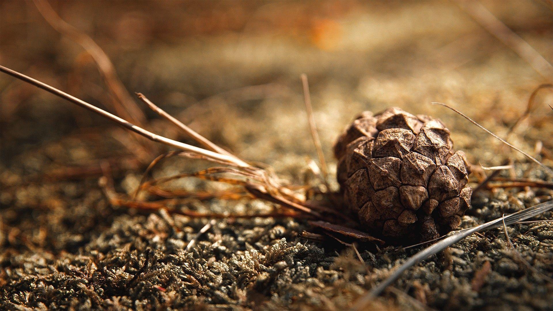 Just a pine cone [1920x1080]