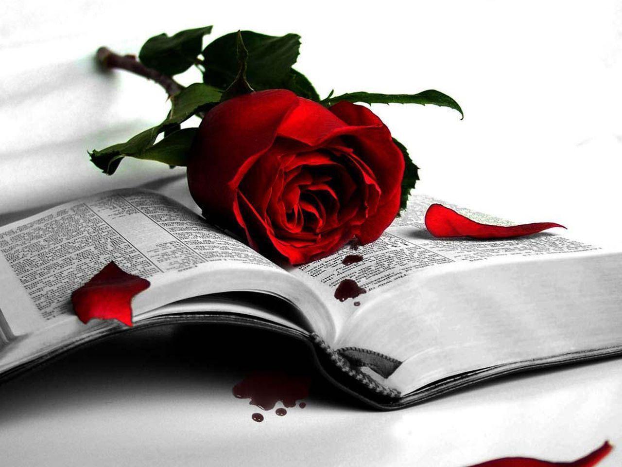 Valentines For > Red Rose Love Wallpaper HD