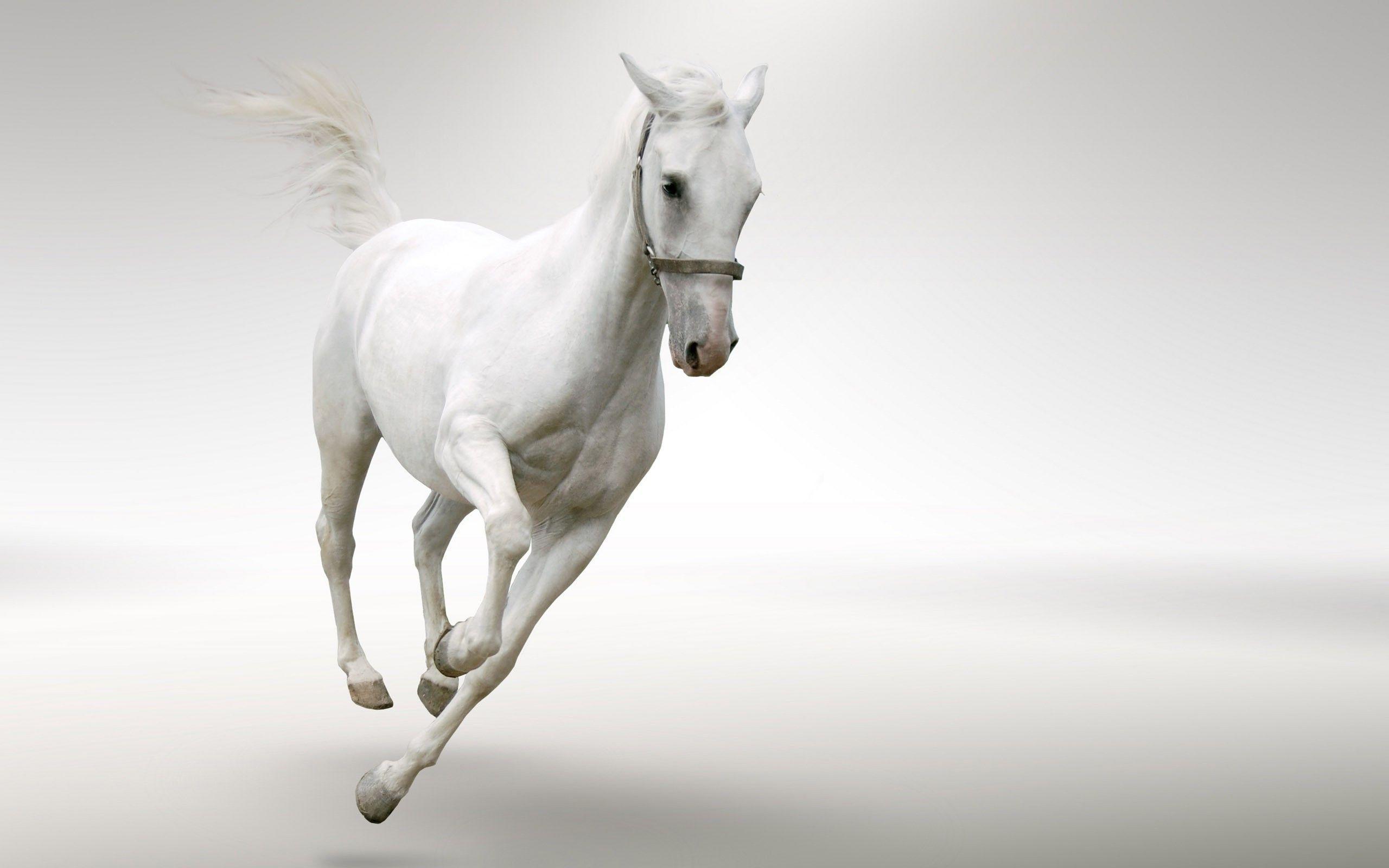 White horse Wallpaper #
