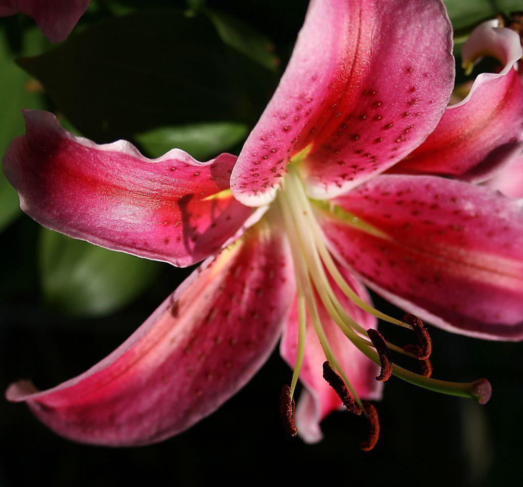 Pink Desktop Wallpaper Items