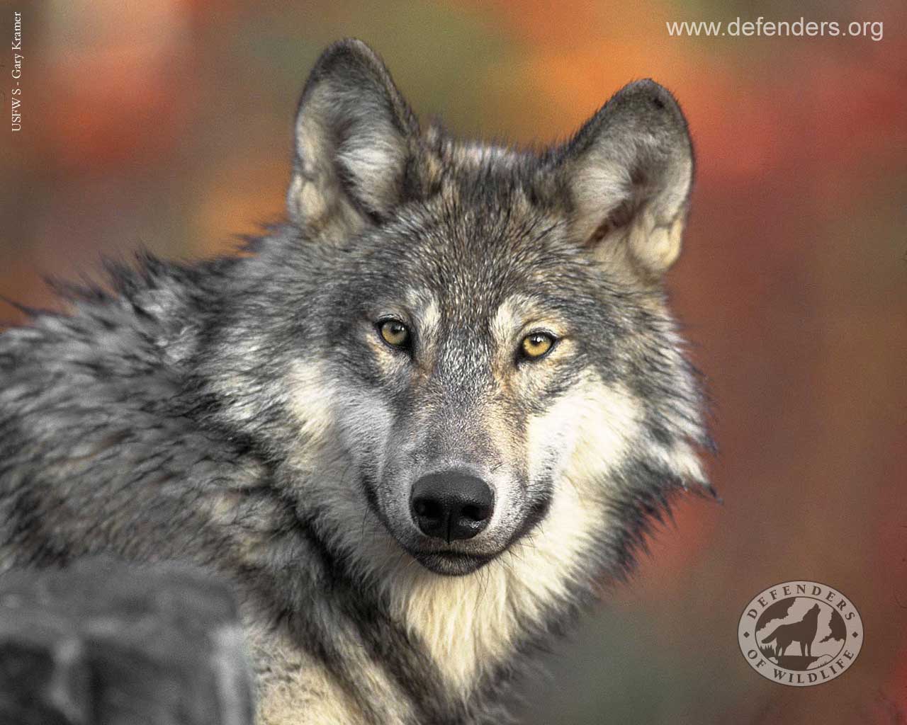 Amazing Gray wolf Image 03
