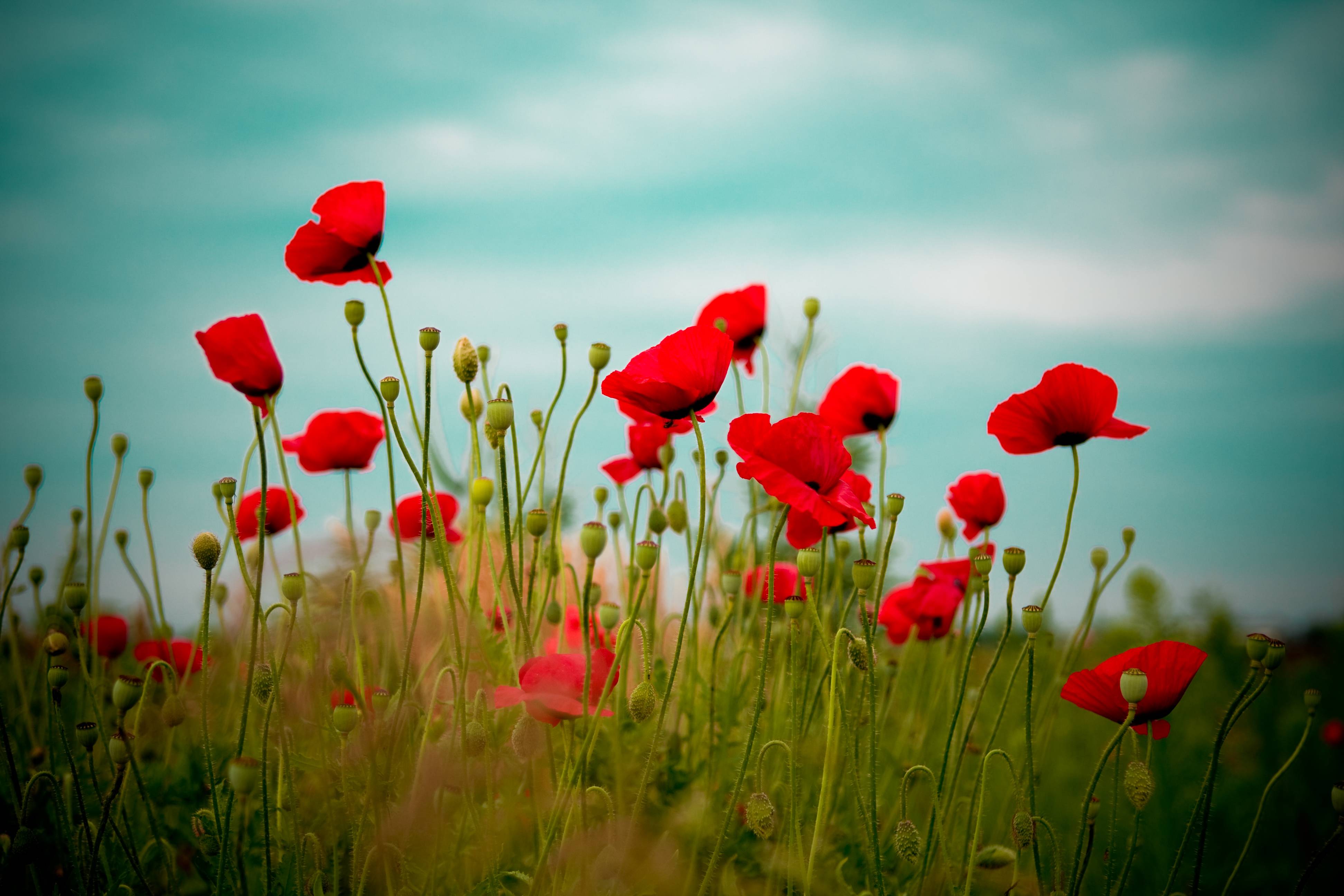 Poppies Wallpapers - Wallpaper Cave