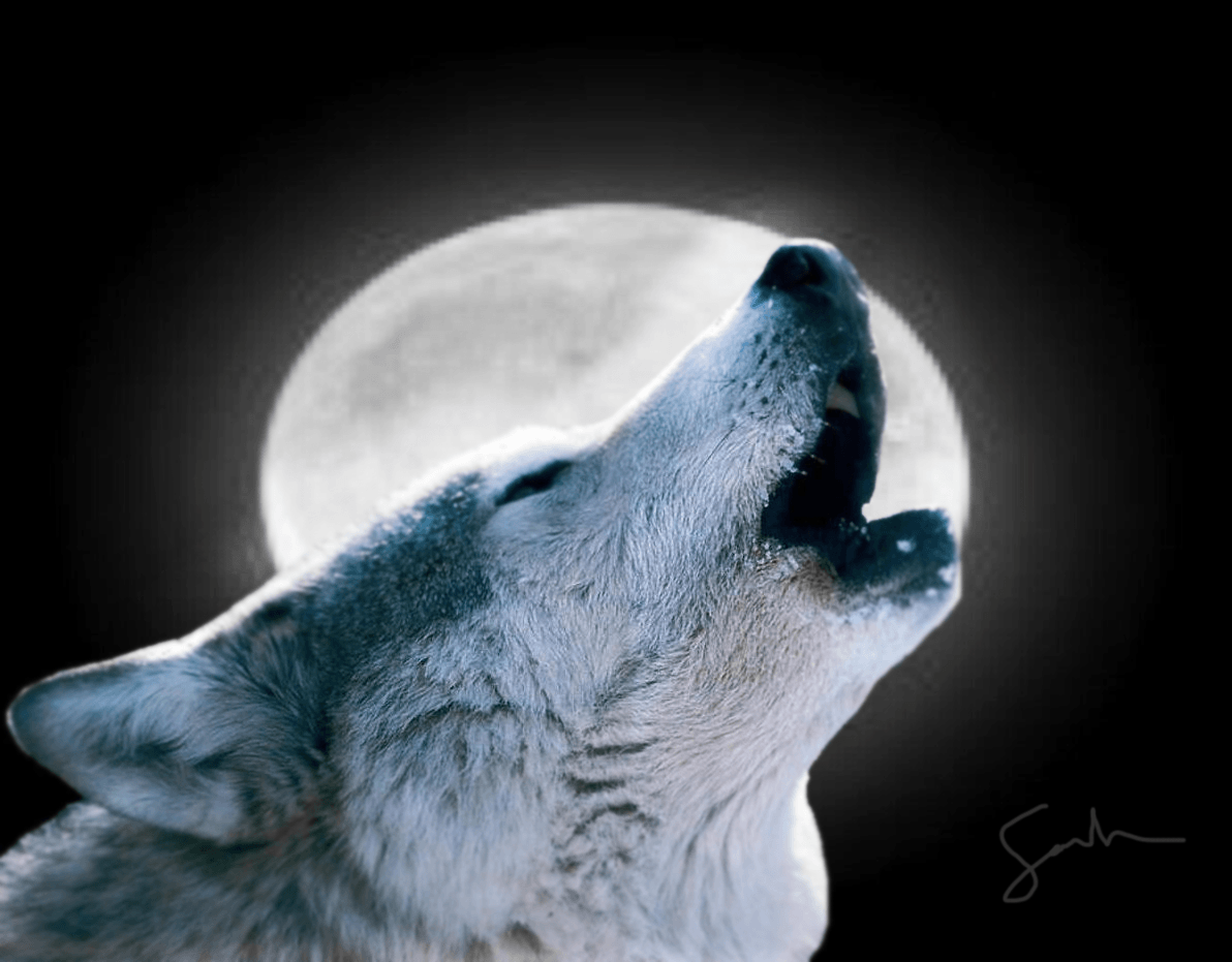 Wallpapers For > Wolf Howling At The Moon Wallpapers