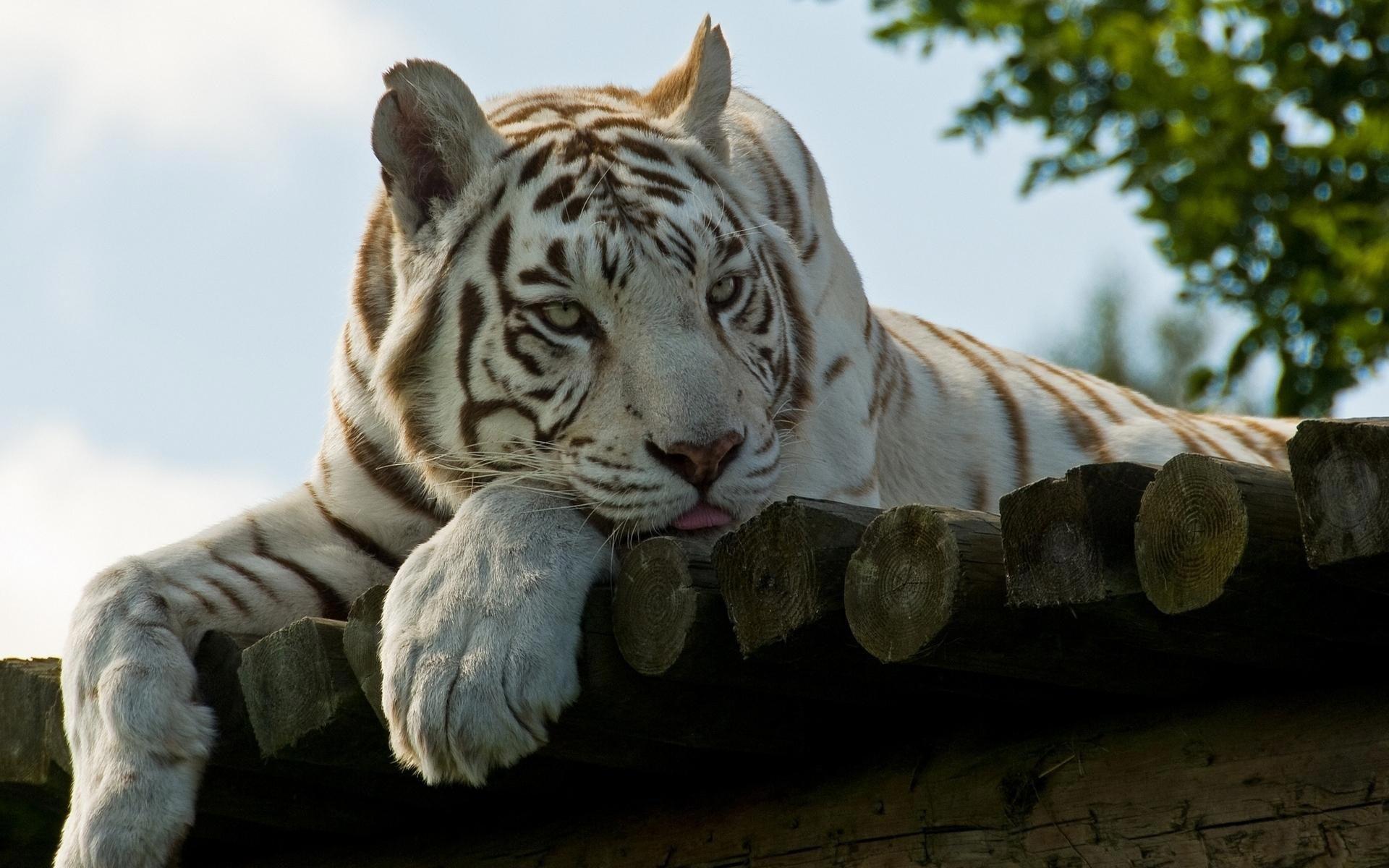 White Tiger 2 HD Wallpapers