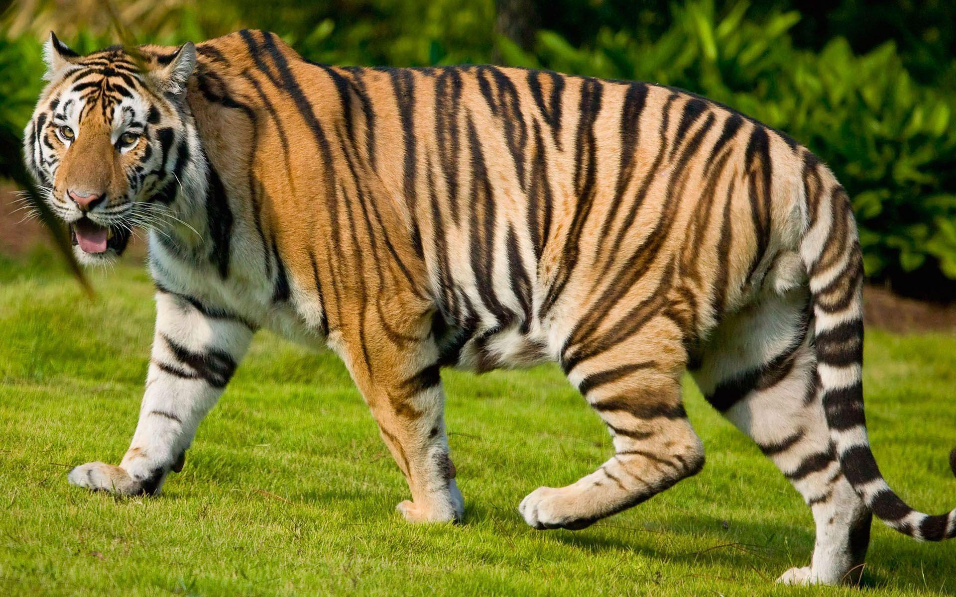 tiger wallpaper free download Search Engine