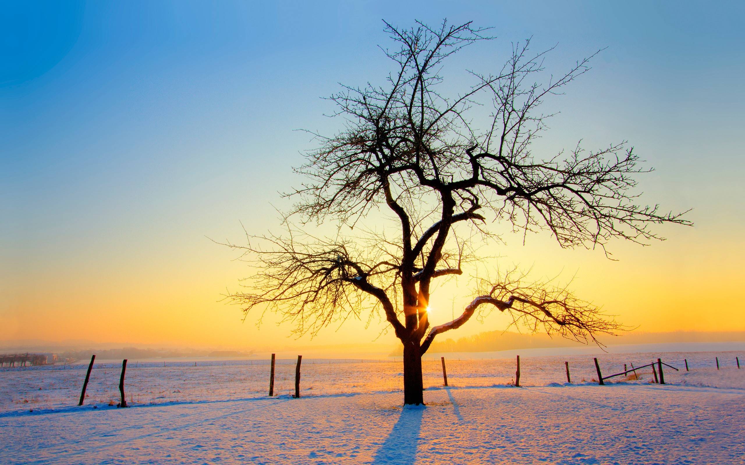Download Nature Winter Wallpaper 2560×1600