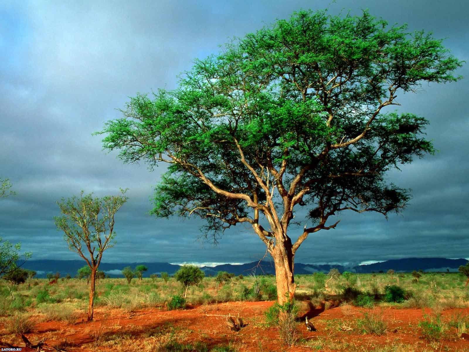 nature desktop wallpaper free download