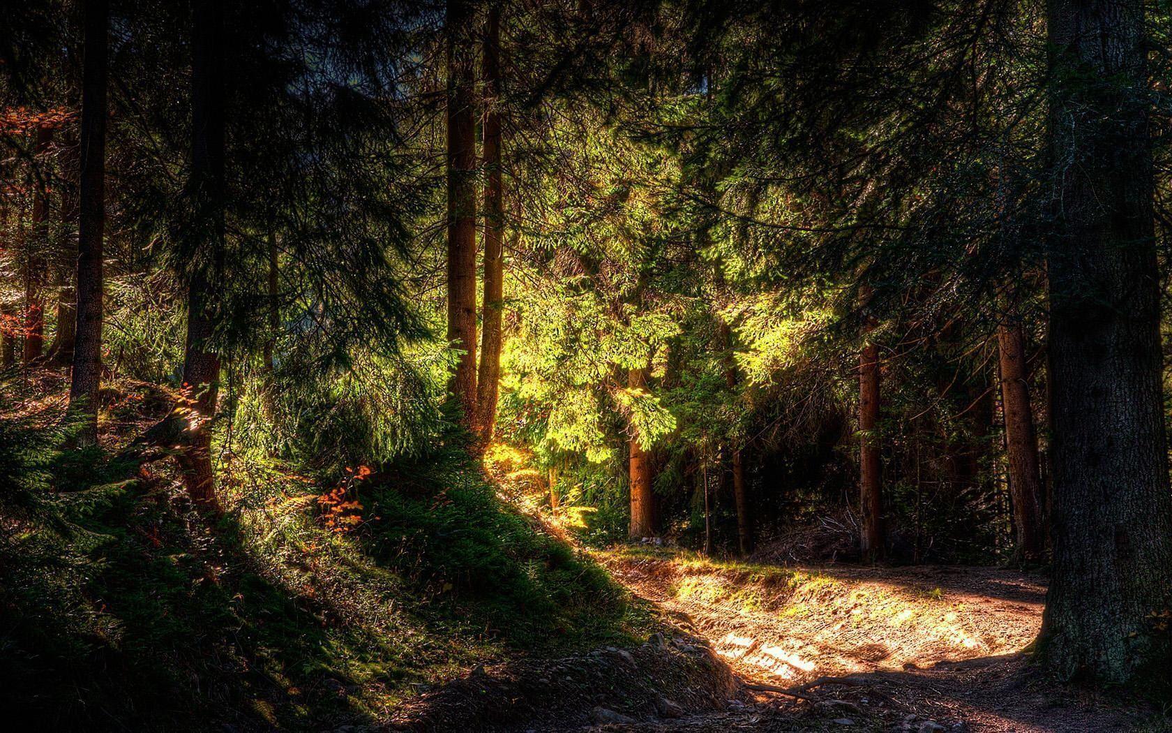 The Image of Nature Forest Path Sunlight 1680x1050 HD Wallpaper