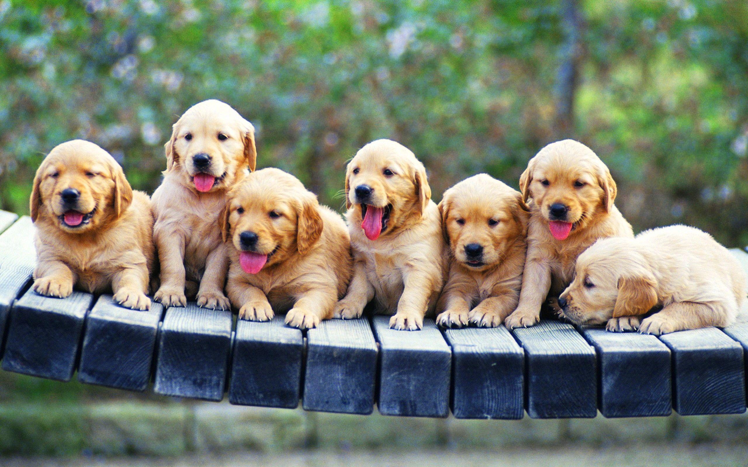 Golden Retriever Puppies in the bridge Wallpaper Season