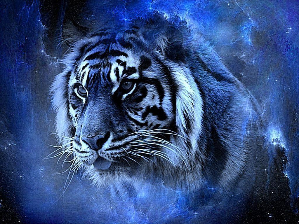 Free Tiger Wallpaper Downloads 47 HD Wallpaper Picture. Top