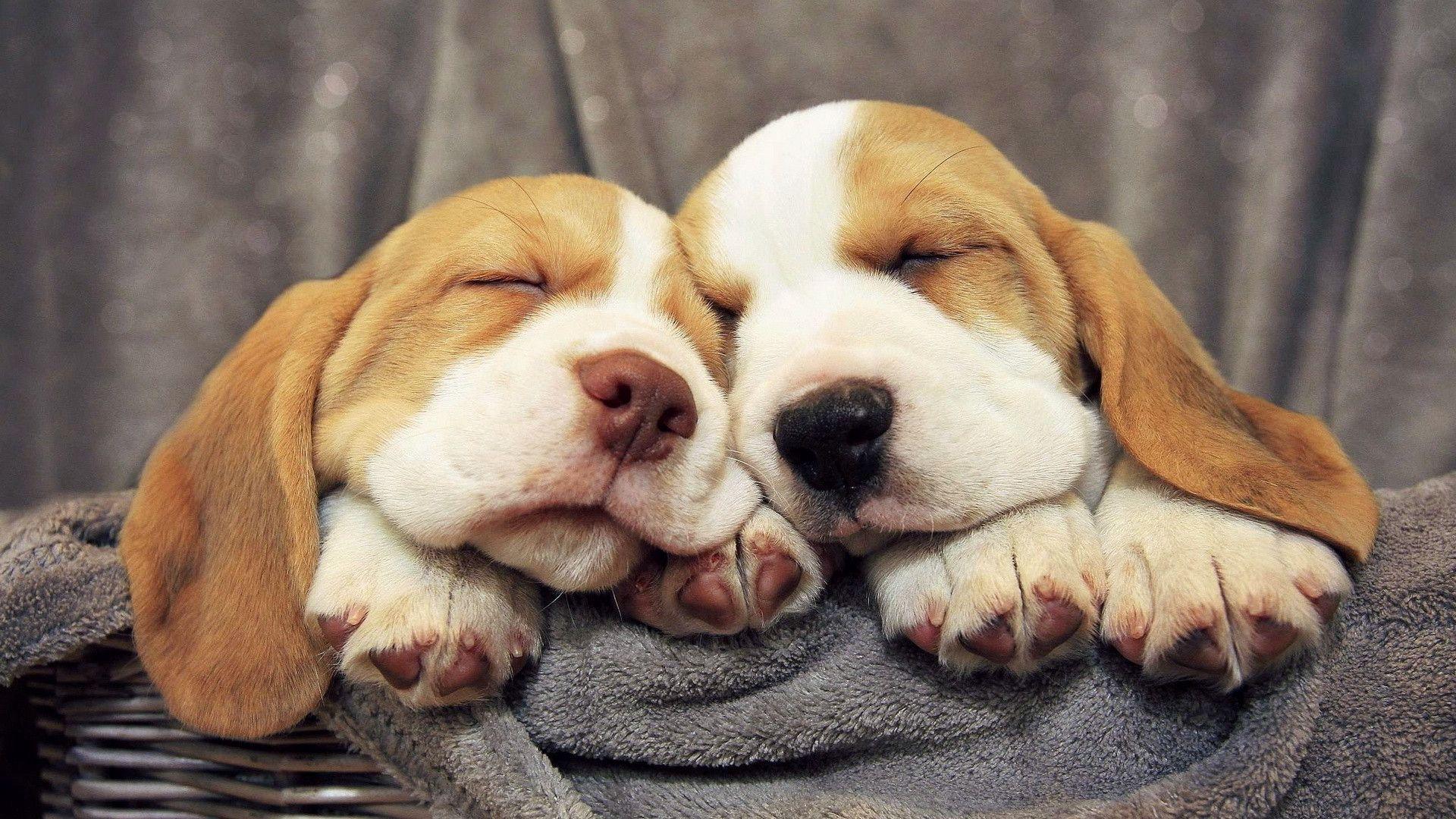 Beagle Puppies wallpaper