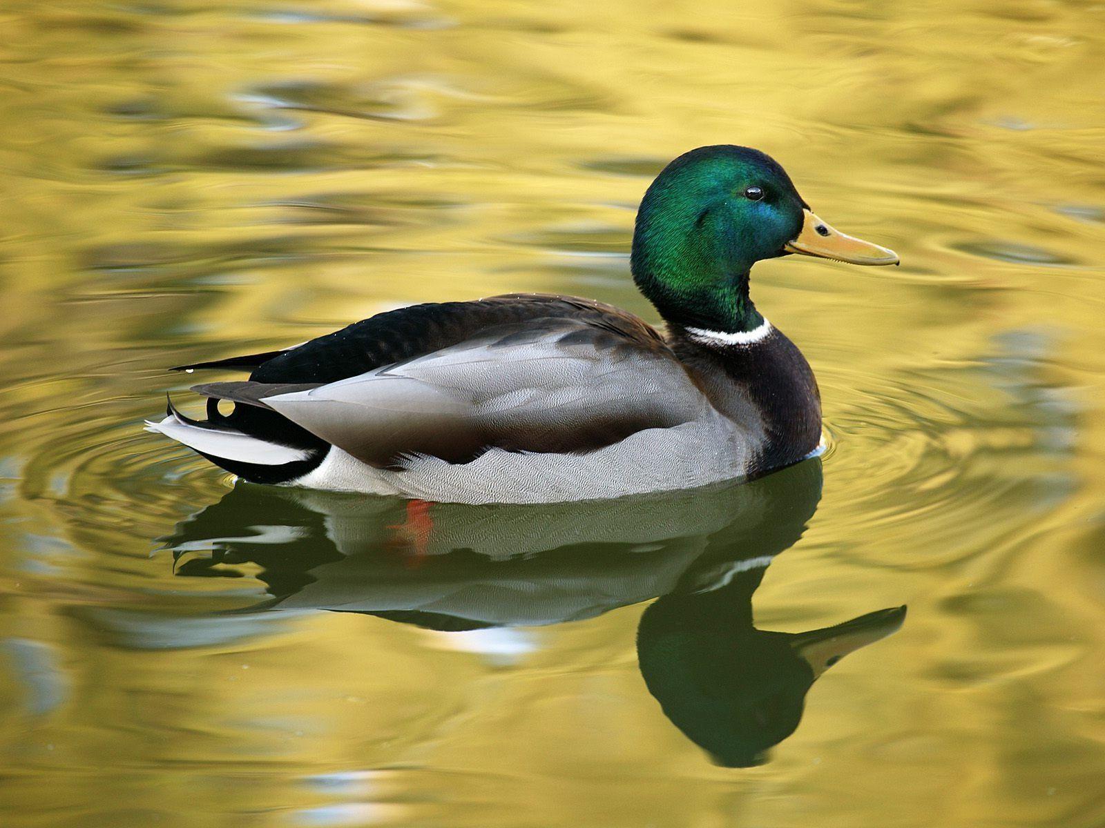 Mallard Duck Swimming in the Lake Free and Wallpaper
