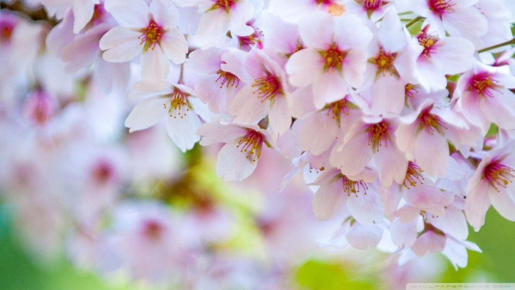 amazing colours of spring wallpaper