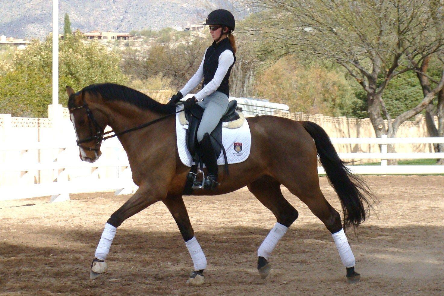 dressage. My Young Rider Years