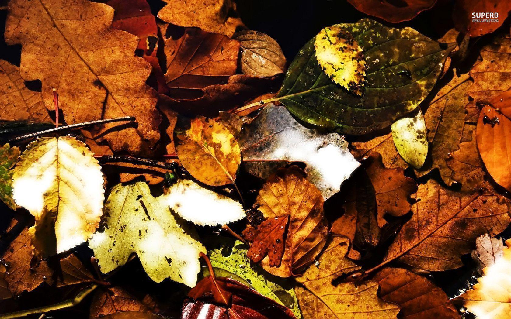 Foliage wallpaper wallpaper - #
