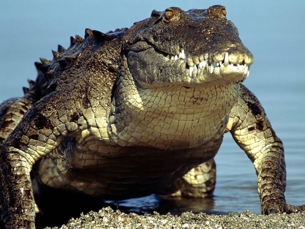Desktop Wallpaper · Gallery · Animals · Crocodile Alligator