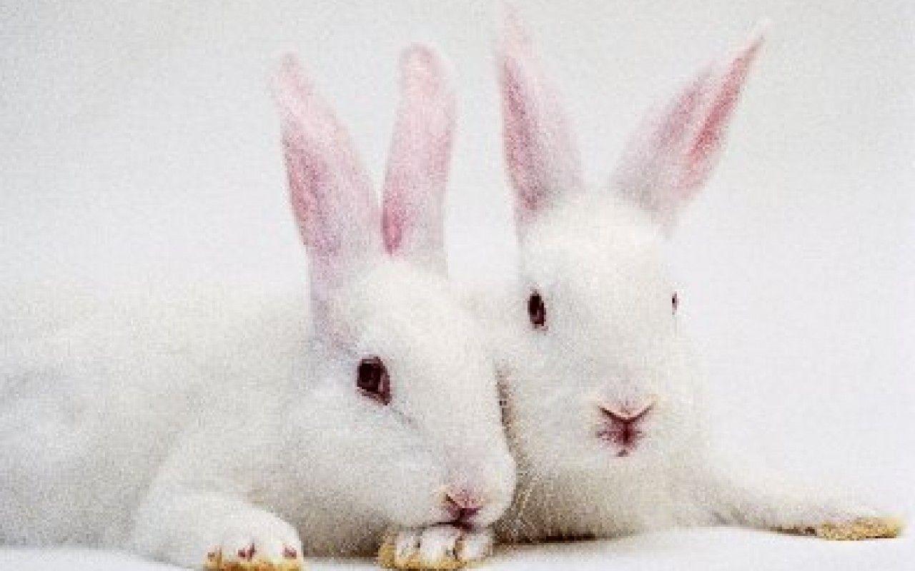 white rabbits wallpaper