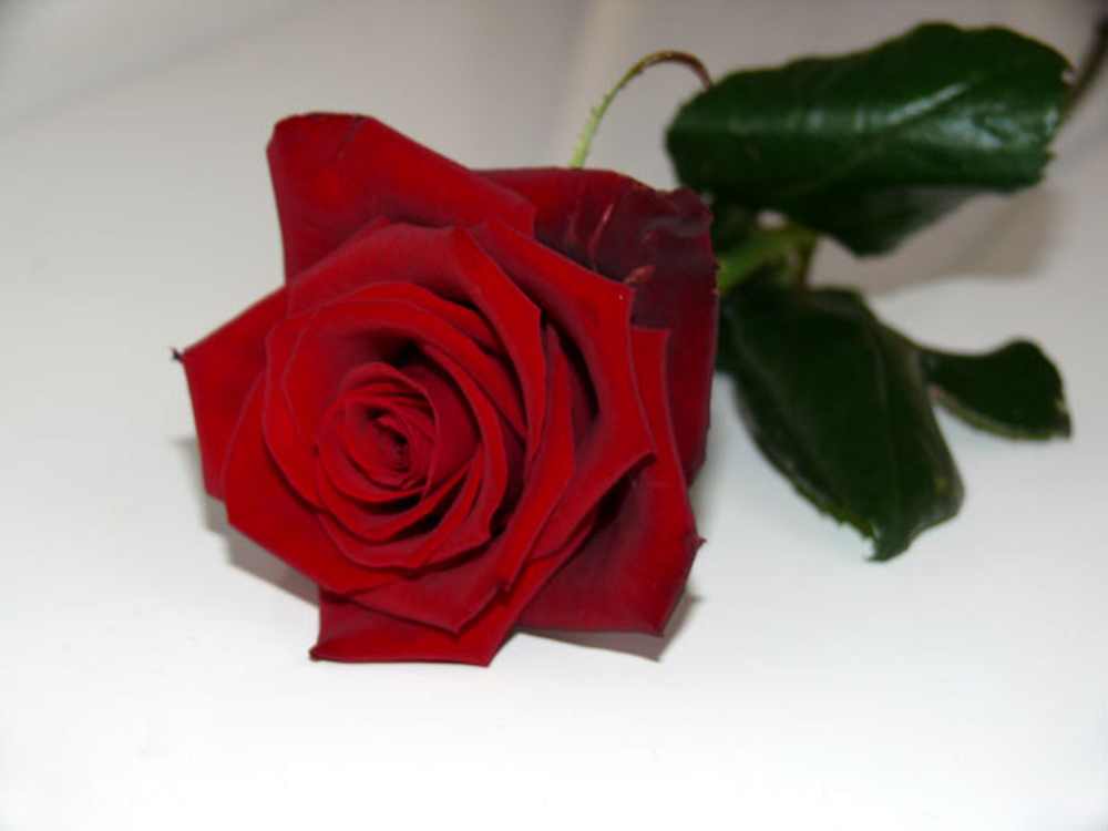 Single Red Rose Wallpaper