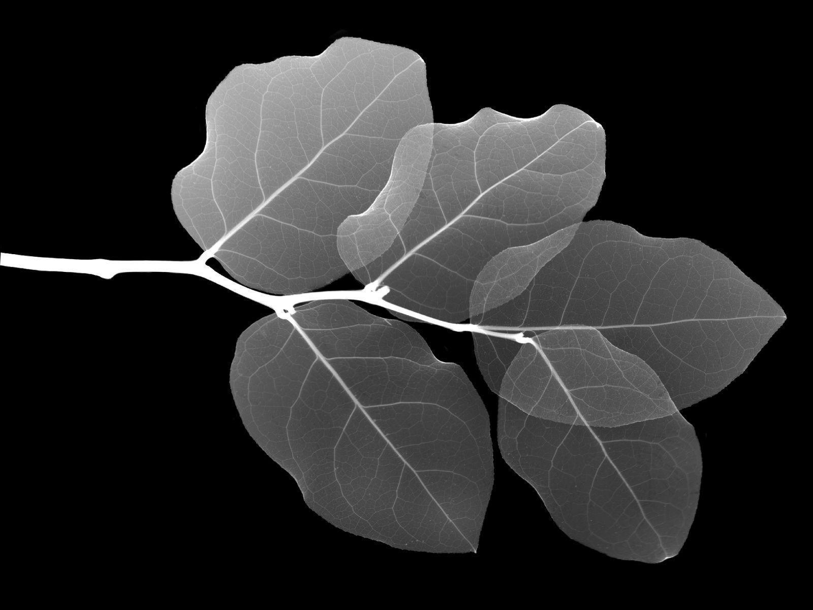 Leaf X Ray Wallpaper And Image, Picture, Photo