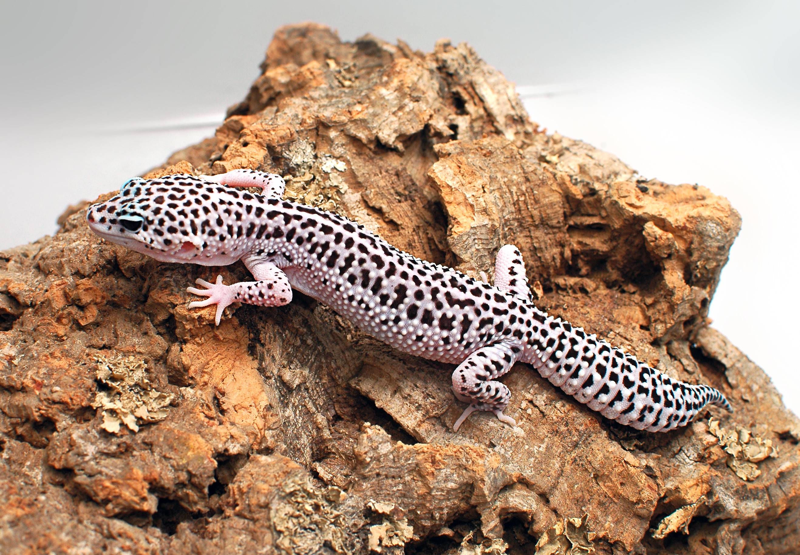 Snow Leopard Gecko Cool HD Wallpapers Picture on ScreenCrot.Com.