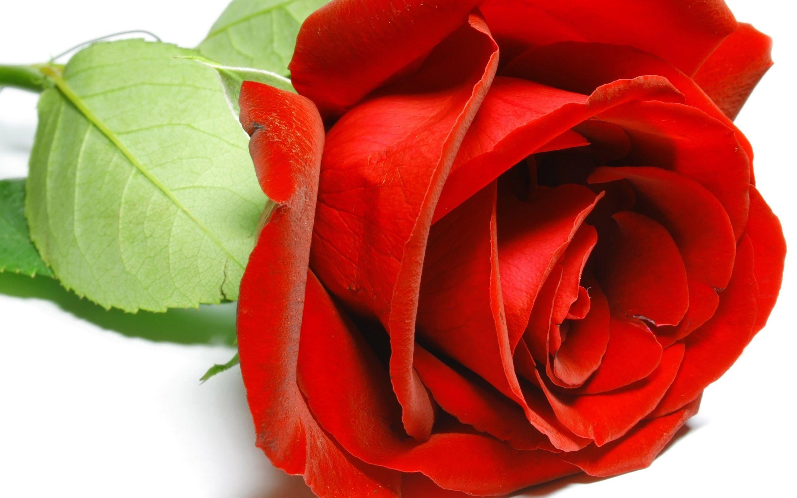 image For > Single Red Rose Flowers Image