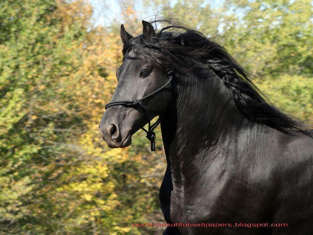 Black Beauty Horse Wallpaper Background Friesian Picture Background Image  And Wallpaper for Free Download