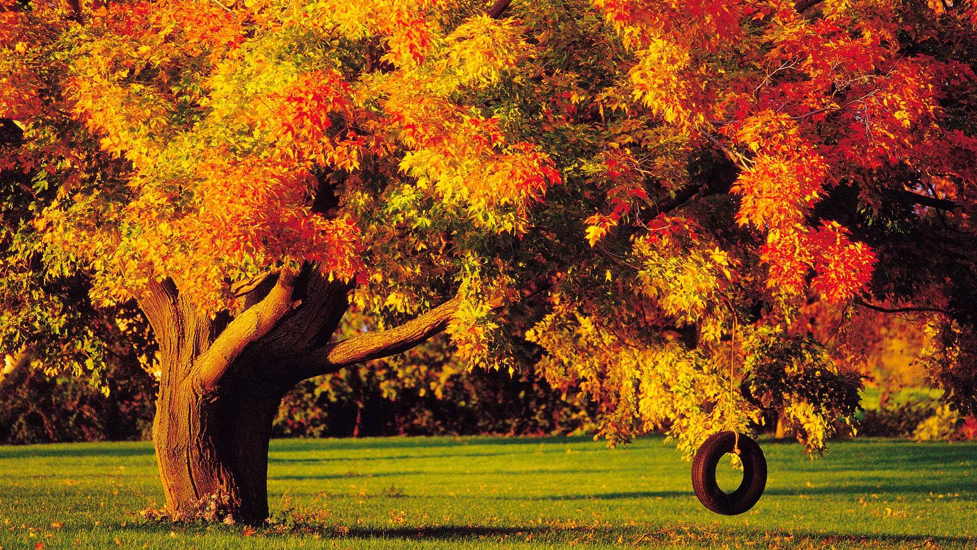 Autumn Tree Swing Wallpaper And Background