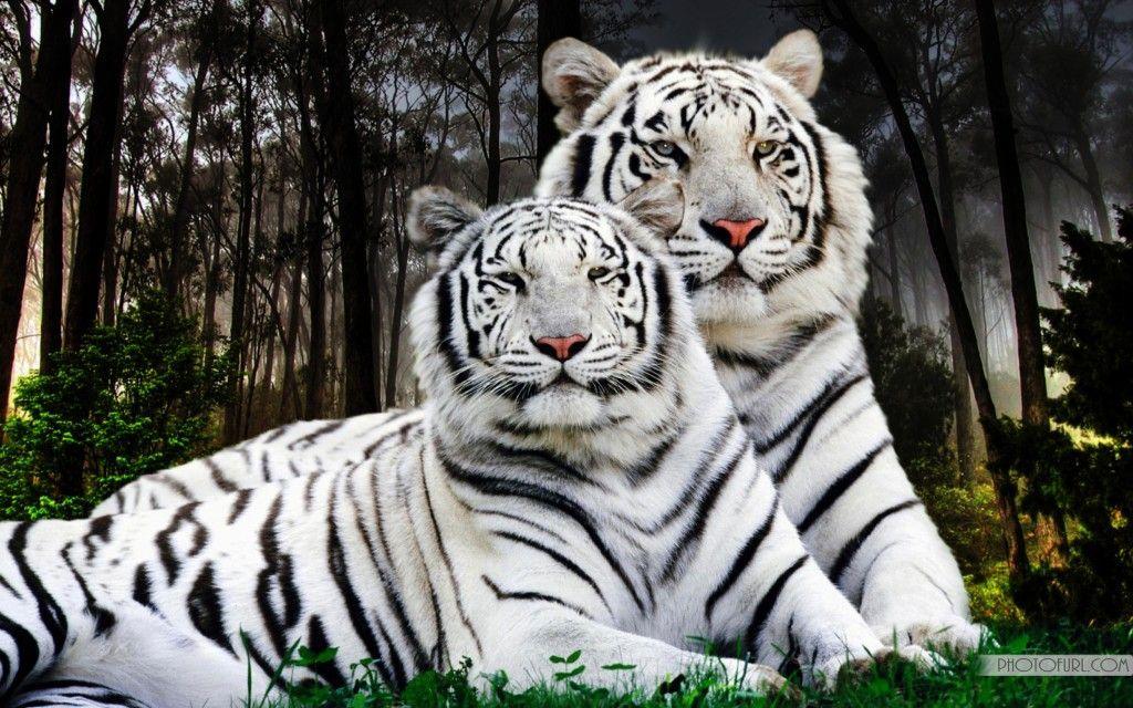 Gallery For > White Tiger HD Wallpaper