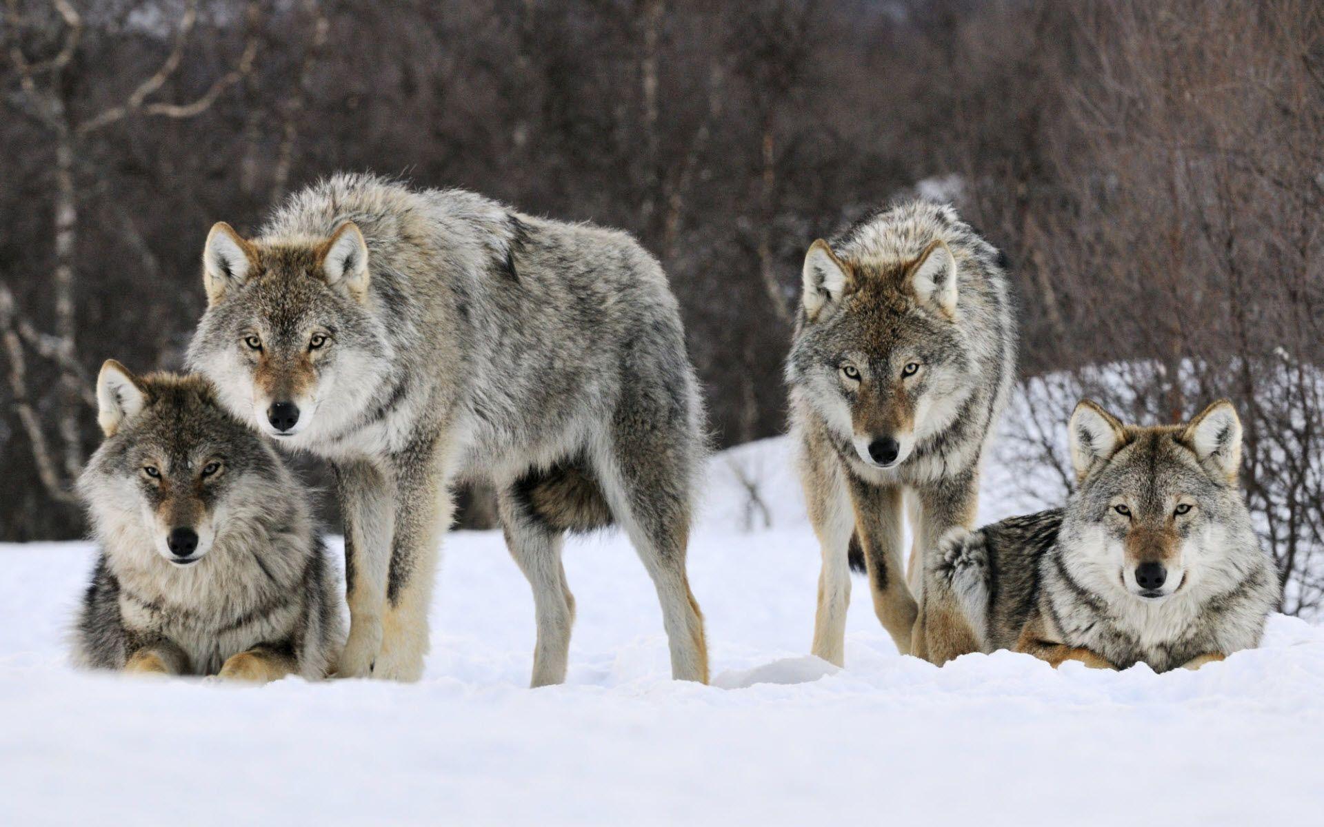 Gray Wolves HD Wallpaper Wallpaper Inn