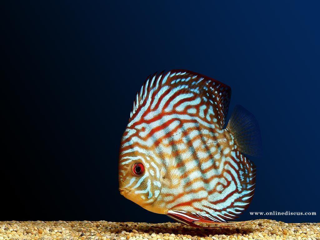 Welcome to Online Discus.com -> Download discus fish wallpaper