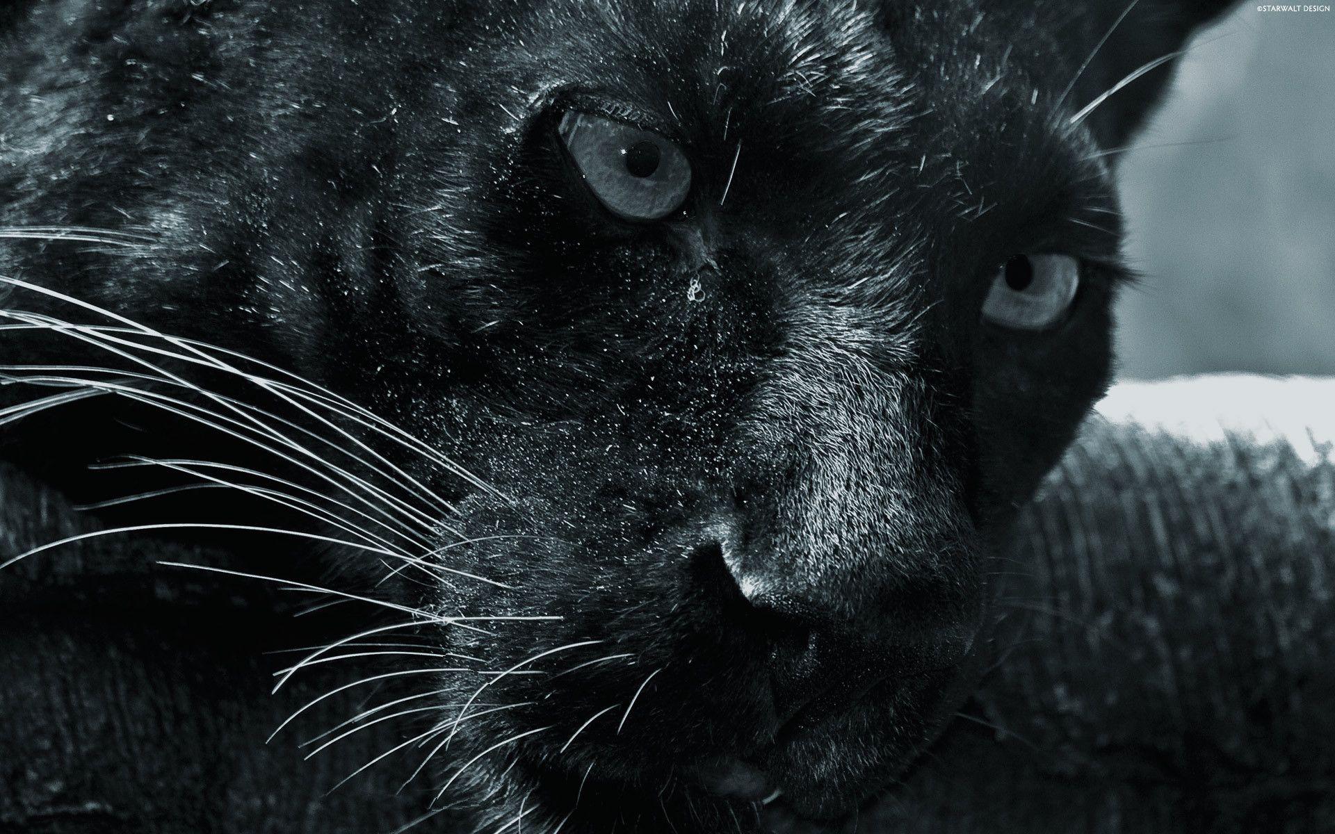 Black Panther Wallpaper. Black Panther Background