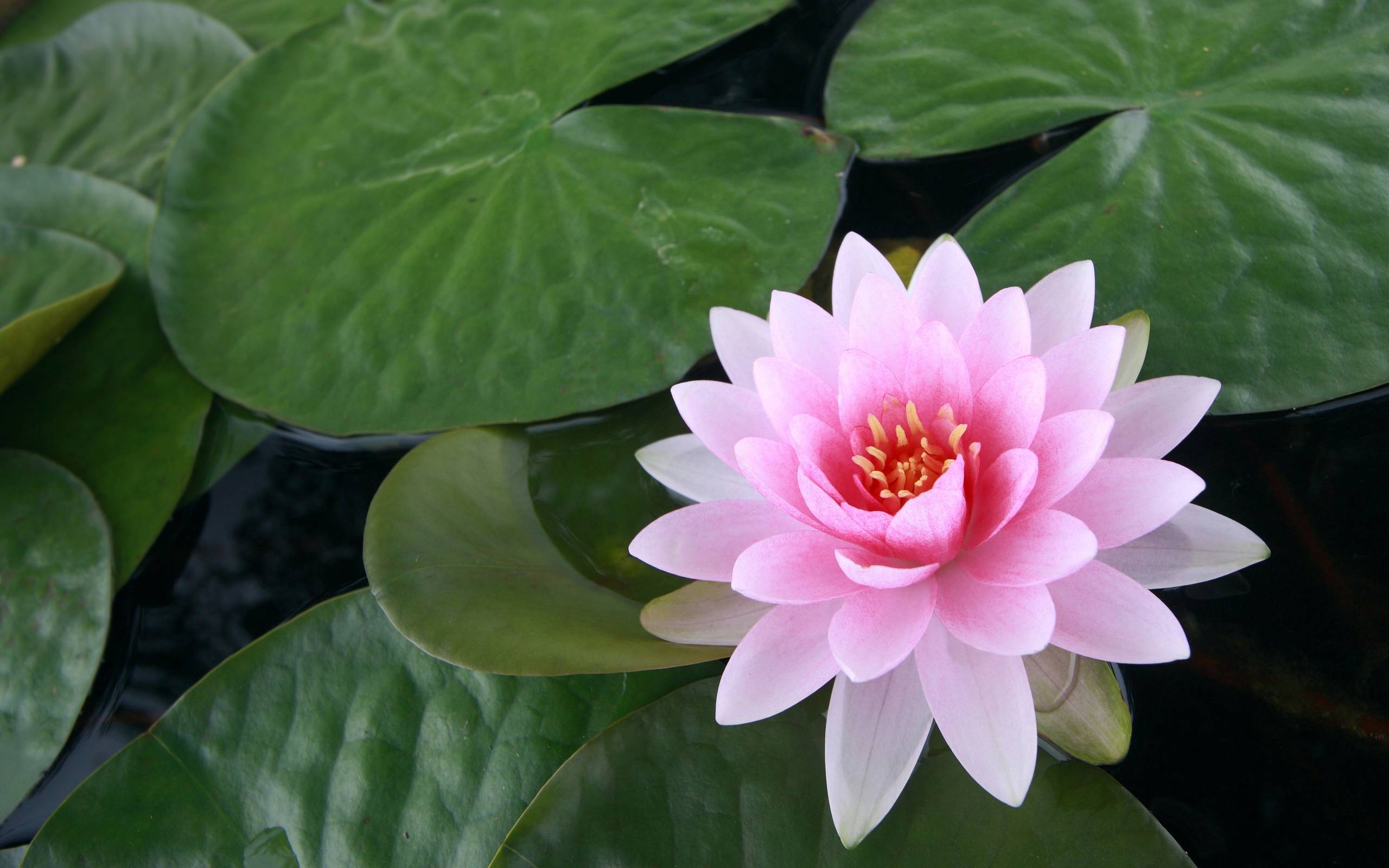 image For > Water Lilies Wallpaper