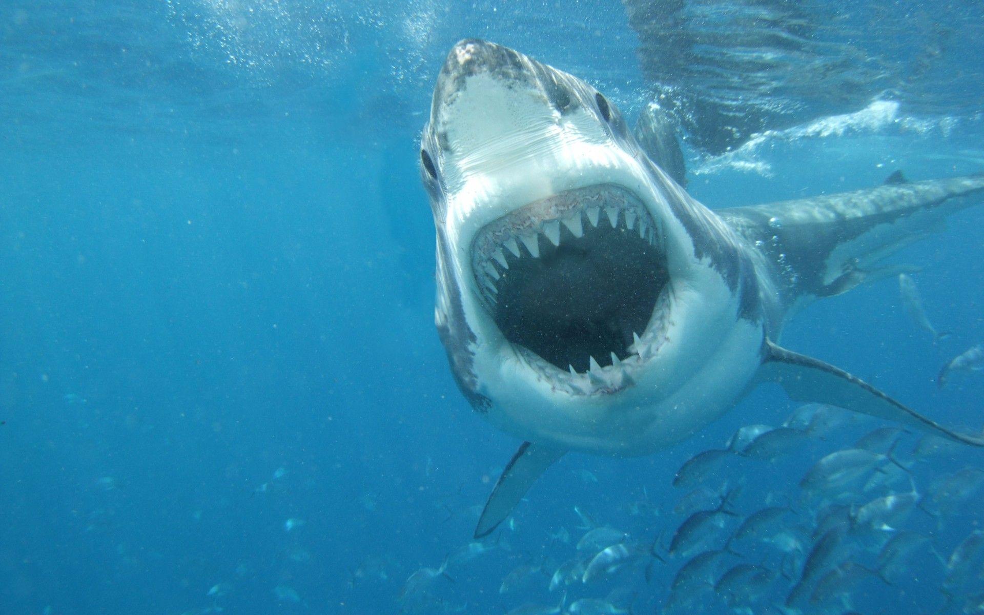 shark wallpaper, great, white, sea, jaws