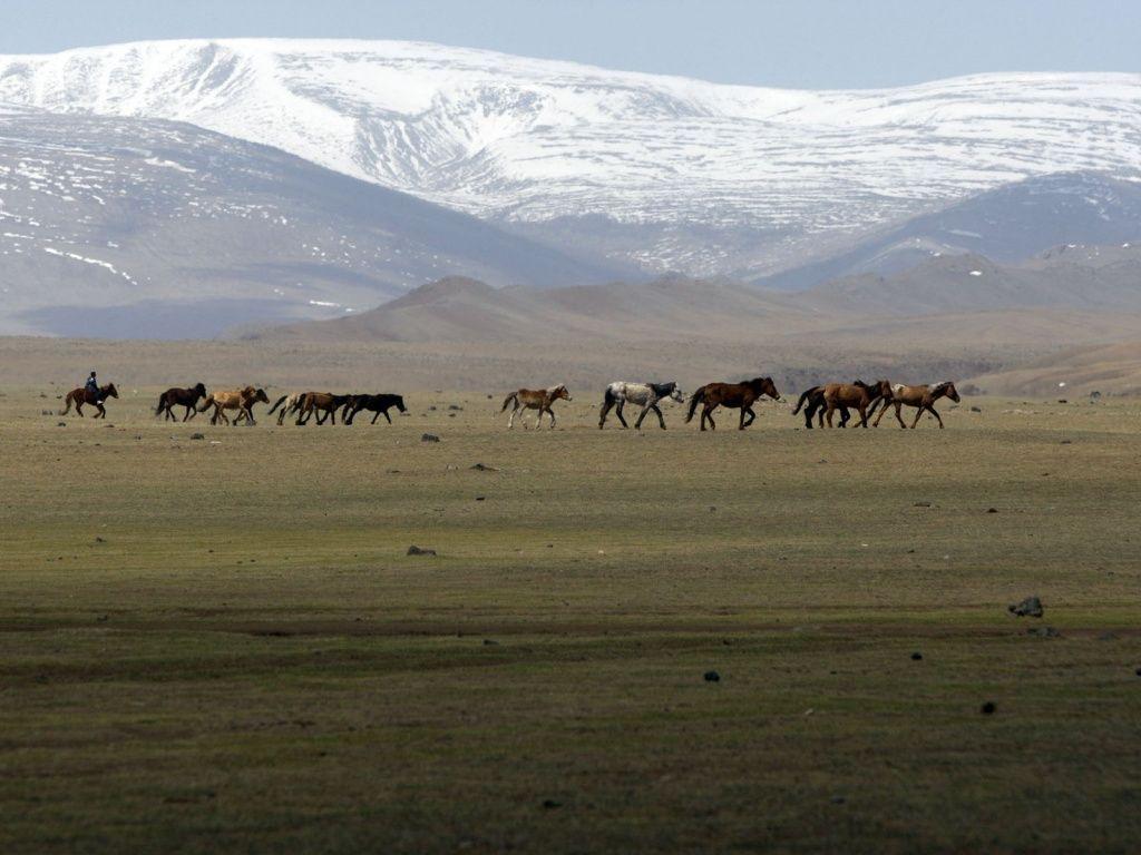mongolian steppe wallpaper