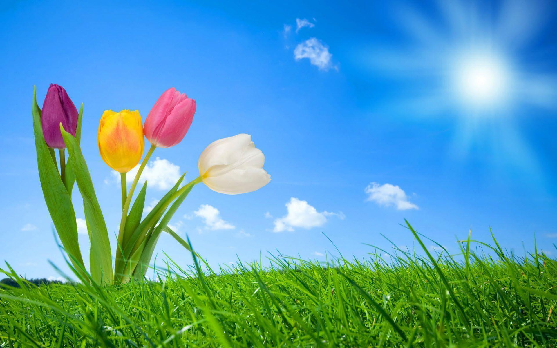 Spring Background Picture for Desktop, wallpaper, Spring