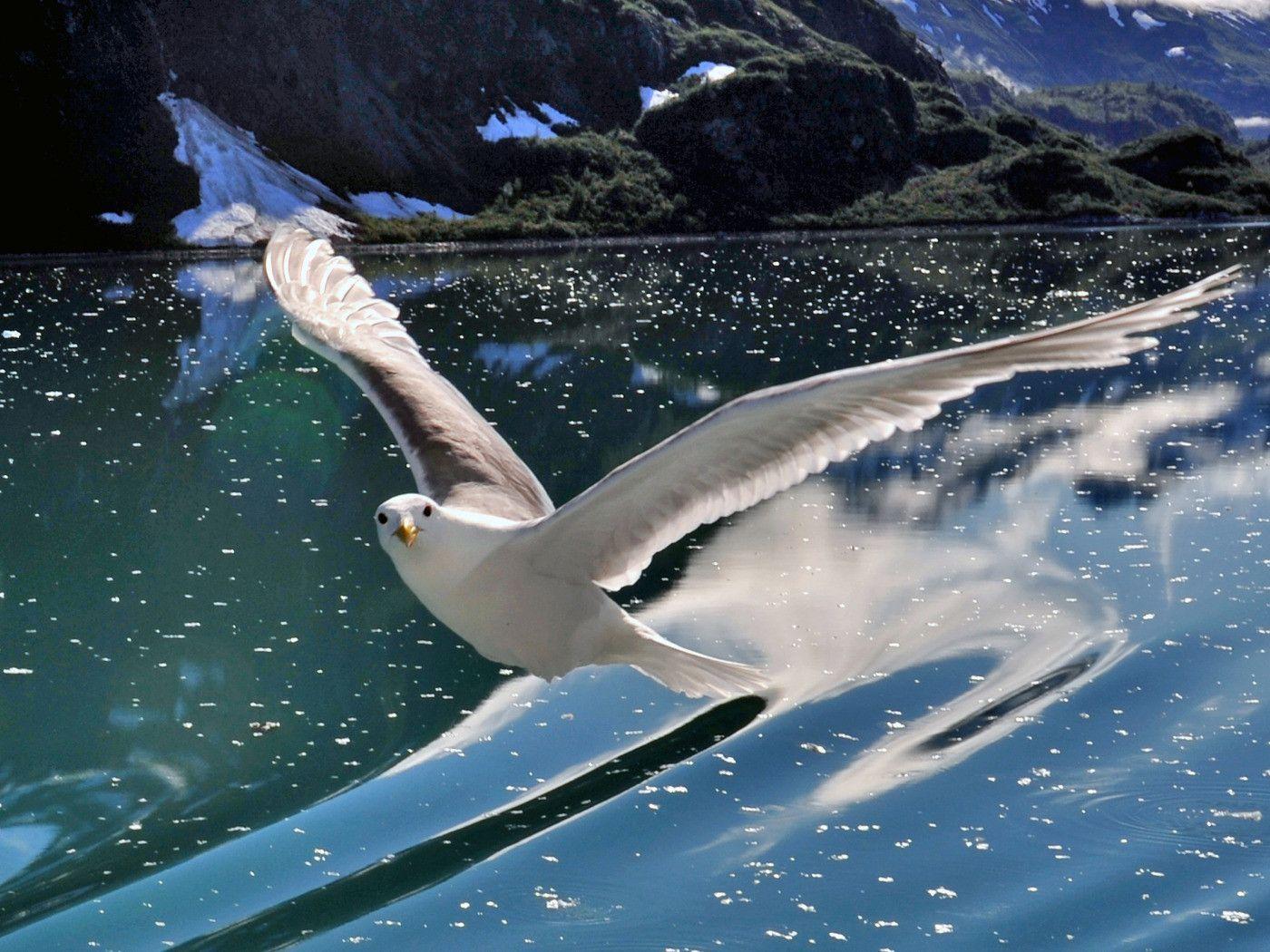 Glorious Seagull Flying over Water widescreen wallpaper. Wide