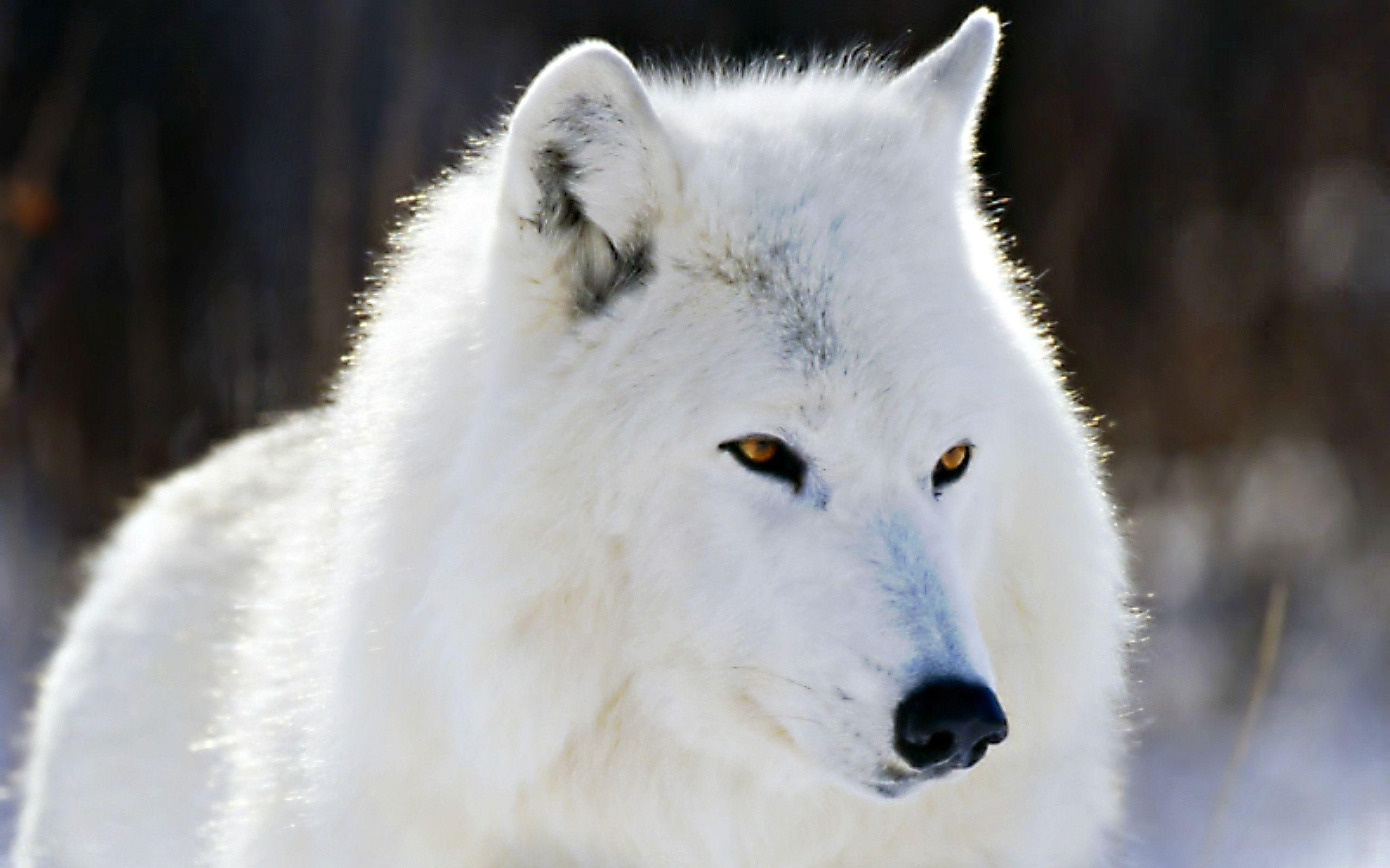 Animals For > Arctic Wolf Wallpaper