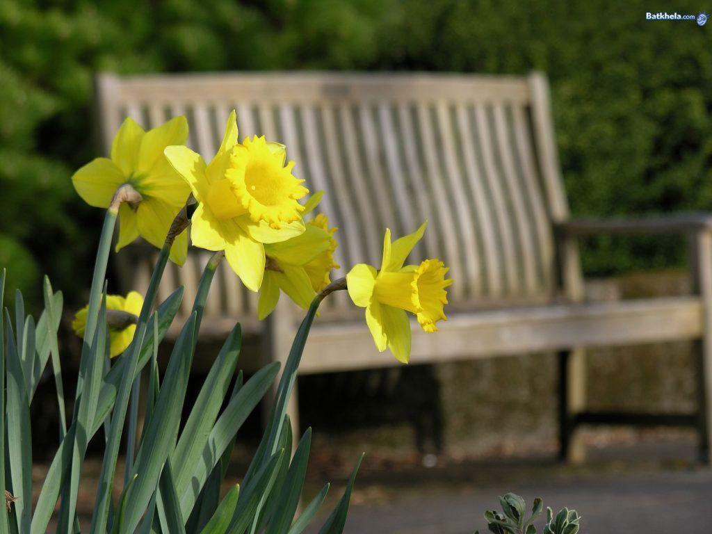 Daffodils Wallpaper and Picture Items