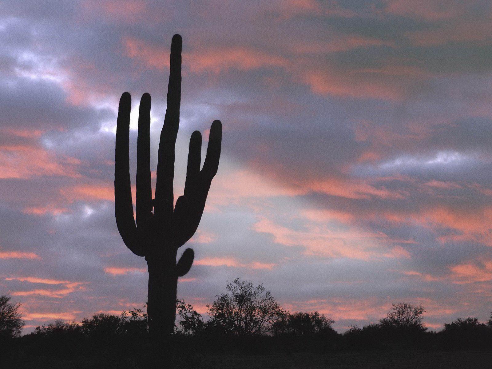 Giant Saguaro Cactus Arizona free desktop background