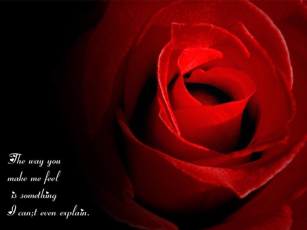 Rose Wallpaper With Love Quotes HD Background 8 HD Wallpaper