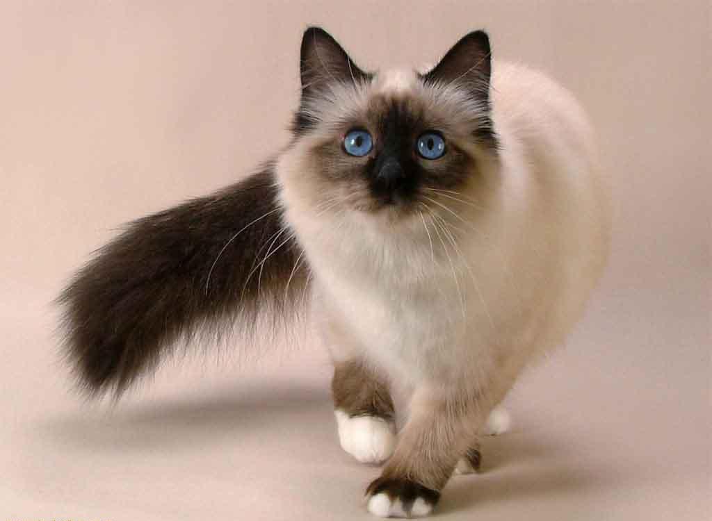 Siamese Cat Wallpapers Wallpaper Cave