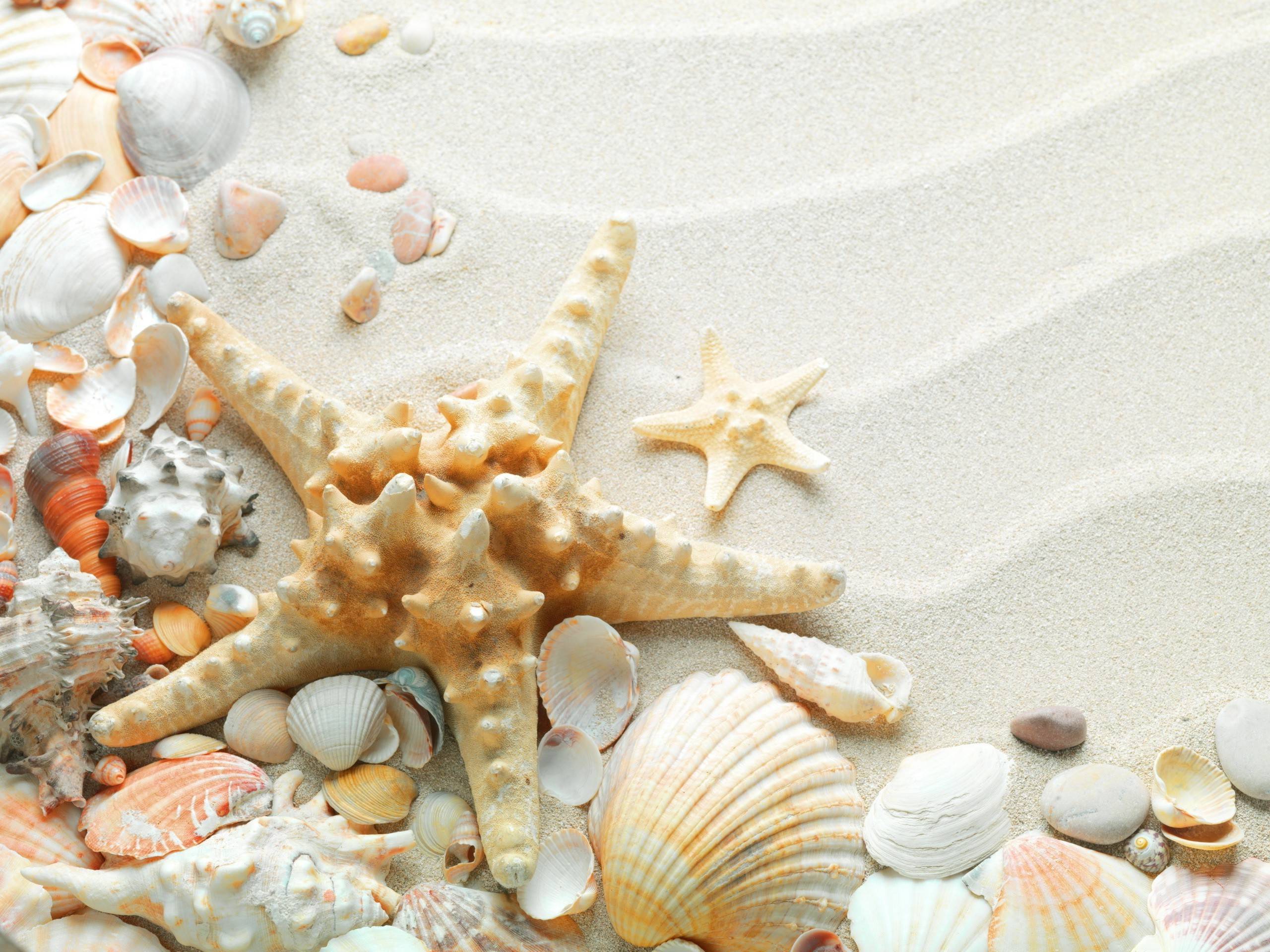 Sand Starfish Seashells White Sand Background