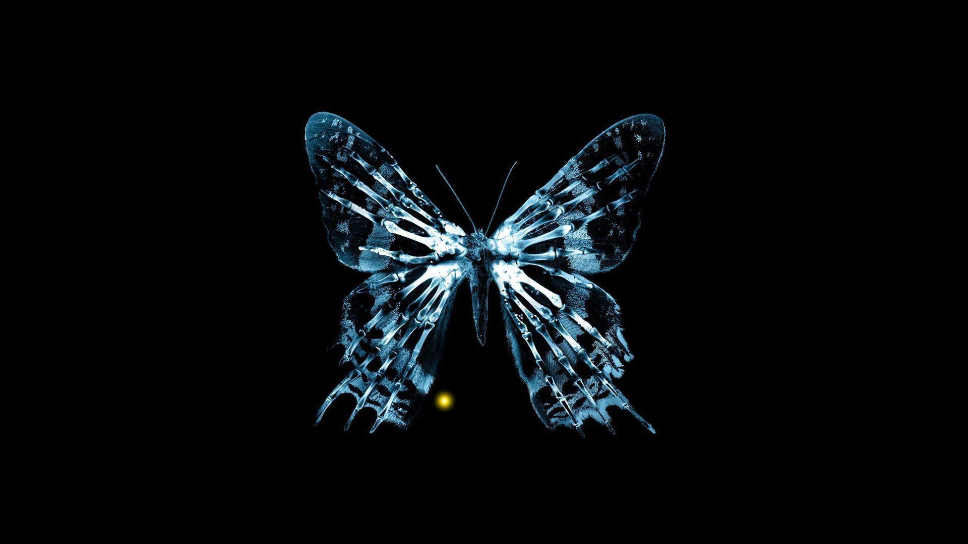 Butterfly Xray HD Desktop Wallpaper