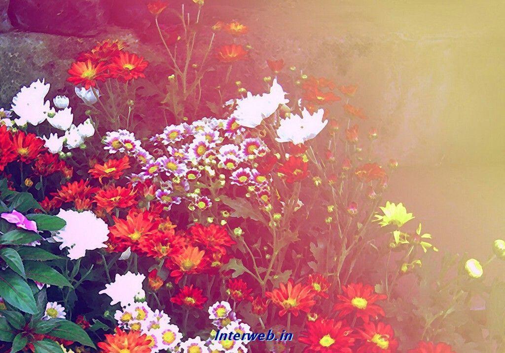 Background Wallpaper