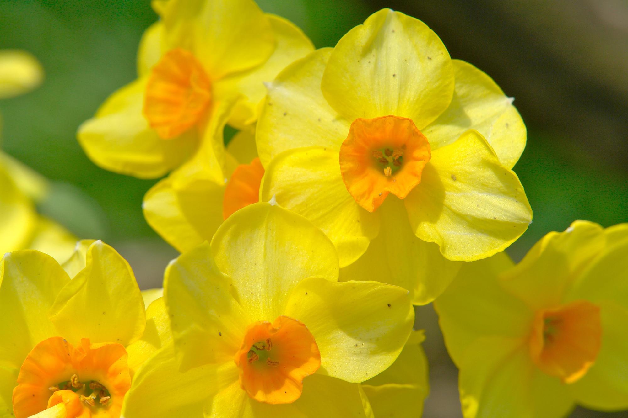 Spring Flowers Zoom Background